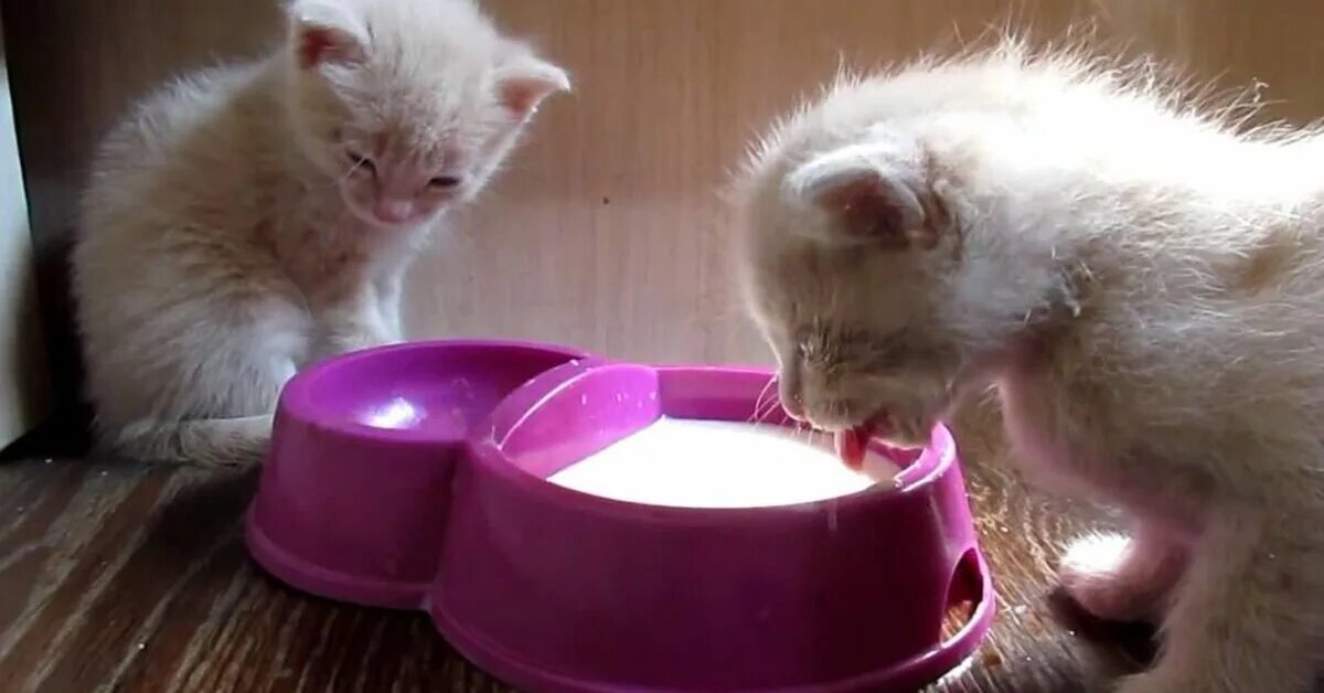 Сколько котята пьют молоко. Котенок пьет молоко. Миски для котят. Котенок лакает молоко. Котенок пьет молочко.