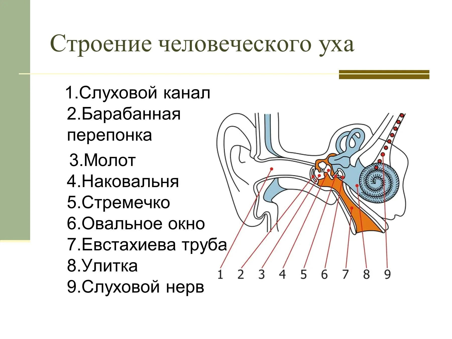 Схема строения уха. Структура уха человека схема. схема строения наружного среднего и внутреннего уха. строение уха человека схема с описанием и функции. устройство ухо человека схема.