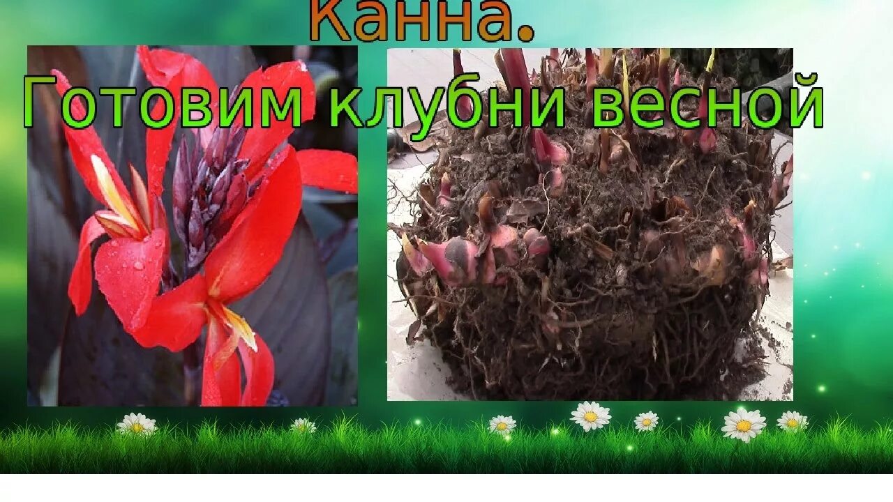 Как сохранить луковицы канны. Канны цветы клубни. деление корневища канны. канны размножение.