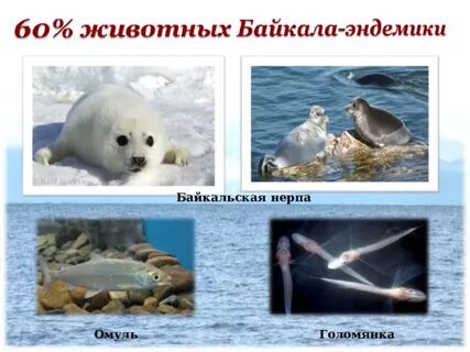 Условия обитания байкальской нерпы