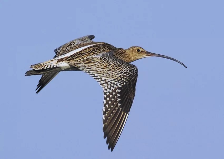 родич ржанки. родич ржанки. золотистая ржанка. хохлатый кузен ржанки. родич ржанки.