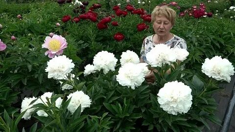 Питомник ворошиловой