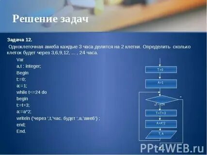Одноклеточная амеба каждые 3 часа делится