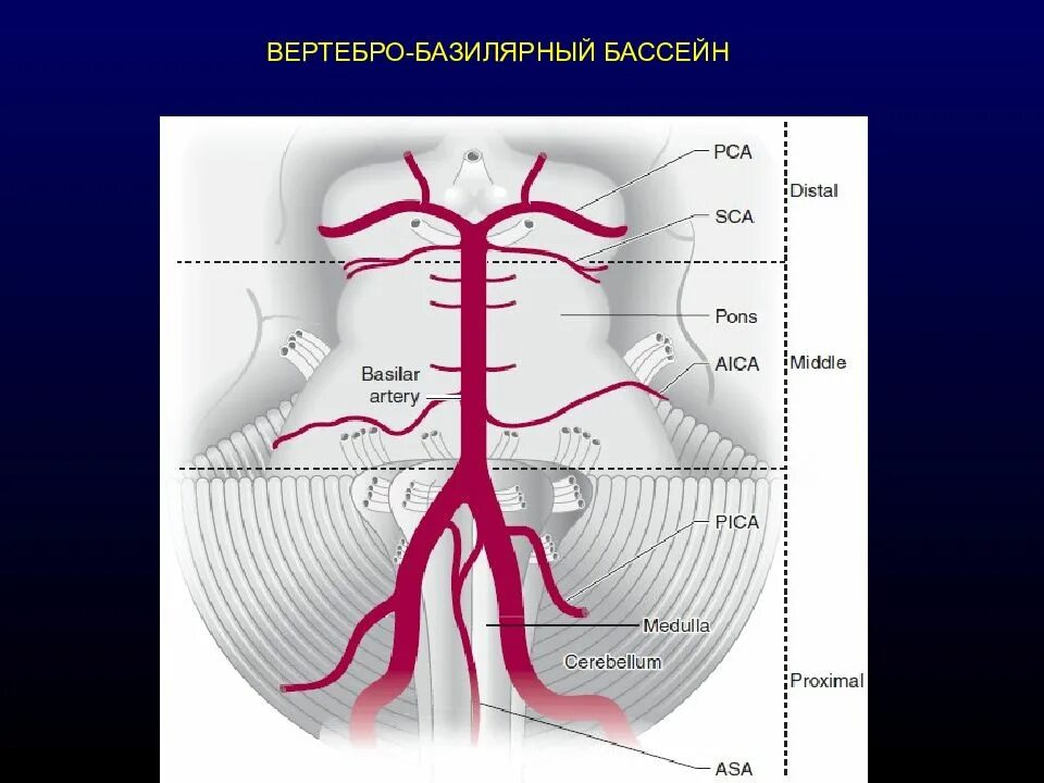 Вертебро базилярная инсульт. Сосуды вертебробазилярного бассейна. Вертебробазилярный бассейн головного мозга анатомия. Вкртебрально базиальный бассейн. Вертебро базилярный бассейн.