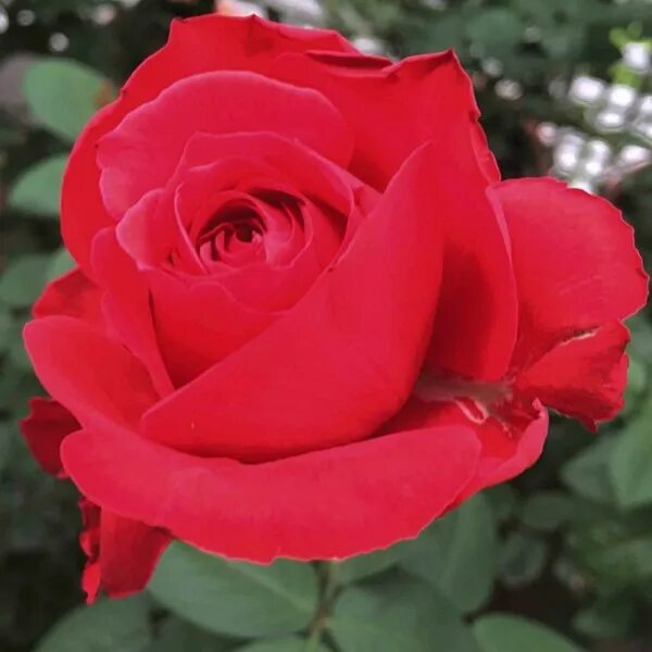 Alex red. Роза alec`s red. rosa (роза) alec&#039;s red. роза алекс ред. какие купить саженец розу алекс ред.