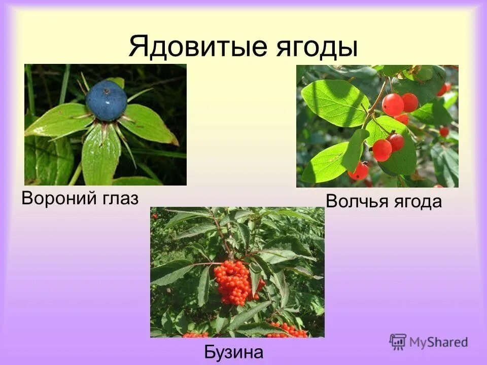 Лесные ягоды с несъедобными плодами. Лесные ягоды несъедобные ядовитые. Лесные опасности ядовитые ягоды. Несъедобные Лесные ягоды в России.
