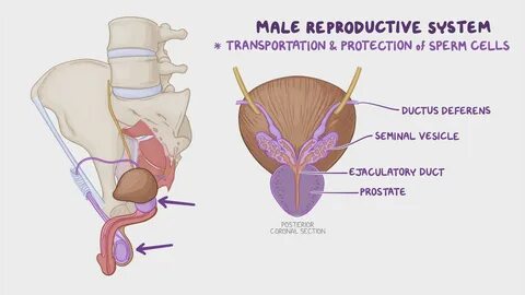 Anatomy of the male reproductive organs of the pelvis.