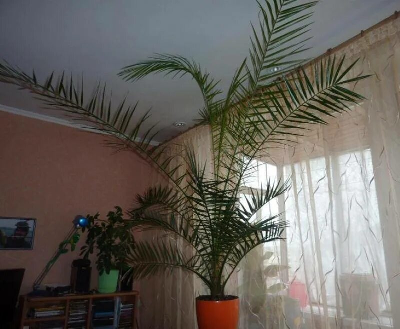 Домашние финики