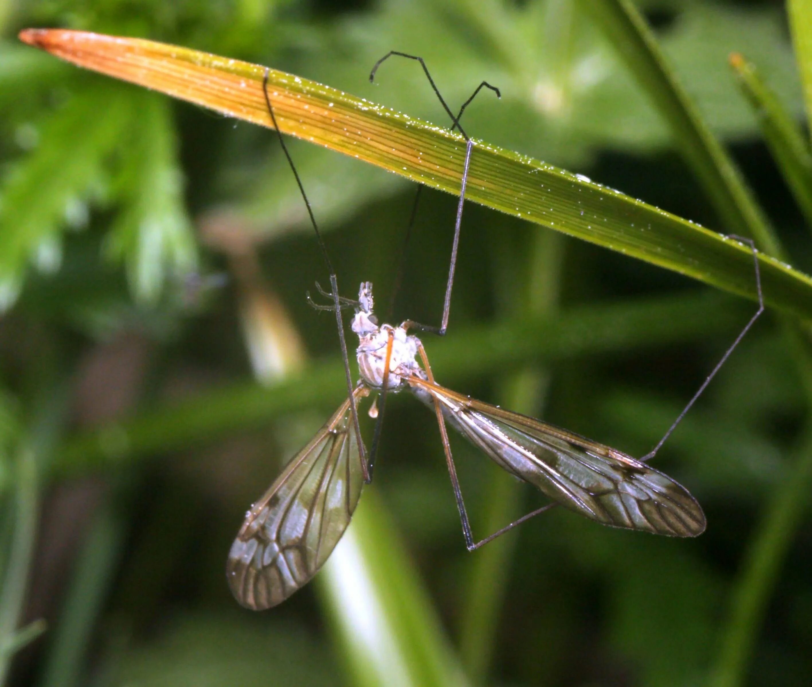 Как называется большой комар. Муха долгоножка. Малярийный комар долгоножка. Карамора комар долгоножка. Комар долгоножка самка и самец.
