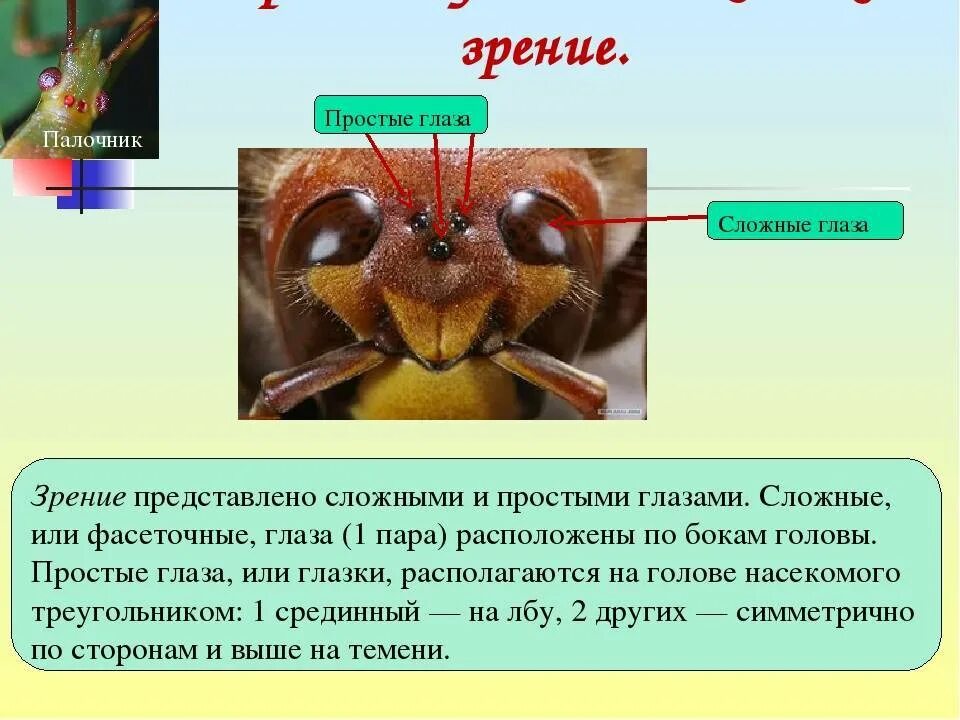 Класс насекомые глаза. Простые и сложные глаза. Органы зрения у насекомых. Простые и сложные глаза у насекомых.
