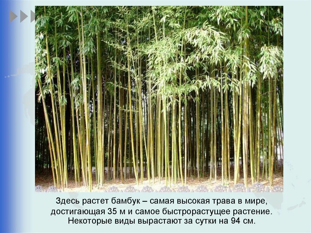Какую жизненную форму растений имеет бамбук. Самая быстрорастущее растения бамбук. самое быстрорастущее растение в мире. самая высокая трава бамбук. самый высокий бамбук в мире.