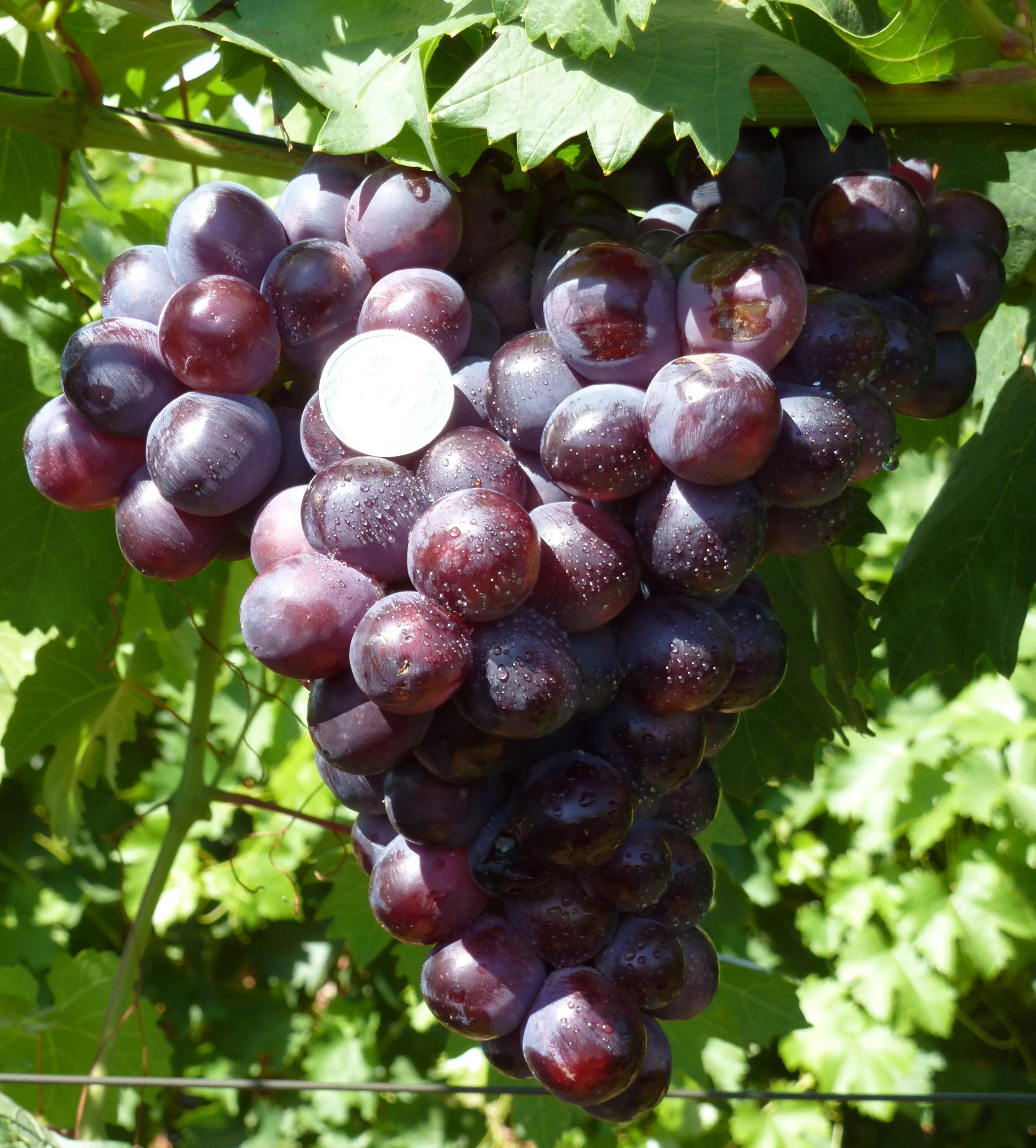 Кишмиш венгерский 342. Сорт винограда киш миш 342. Виноград кишмиш. Кишмиш отзывы. Виноград кишмиш запорожский.