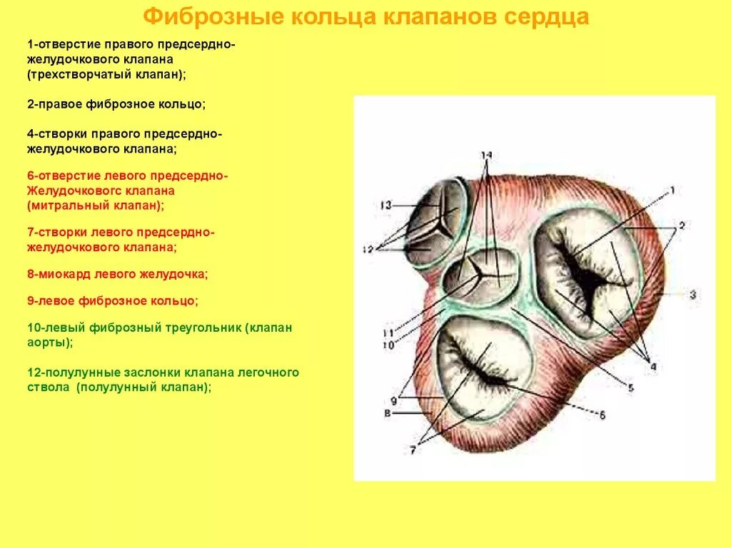 Строение левого предсердно желудочкового клапана. Трехстворчатый клапан правый предсердно желудочковый. Створки левого предсердно-желудочкового клапана сердца. Левый предсердно-желудочковый клапан латынь. Клапан правого предсердно желудочкового отверстия