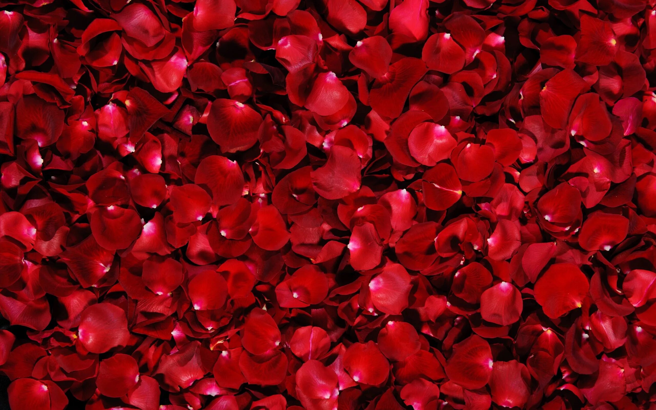 Rose Petals (лепестки роз). Красный цветок. Фоны. Красивый фон.