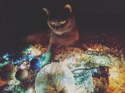 Кот 24 года
