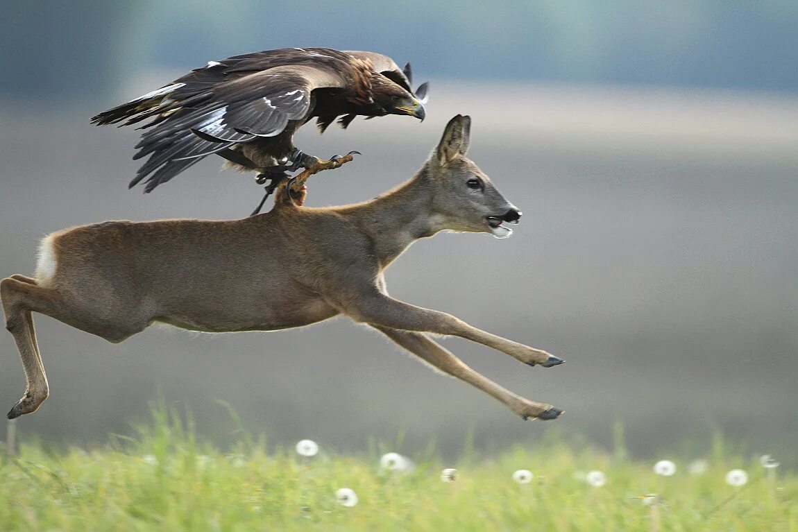 Лиса гонится за косулей скорость. Олень бежит. Олень прыгает. Животные охотятся. Летучий олень.