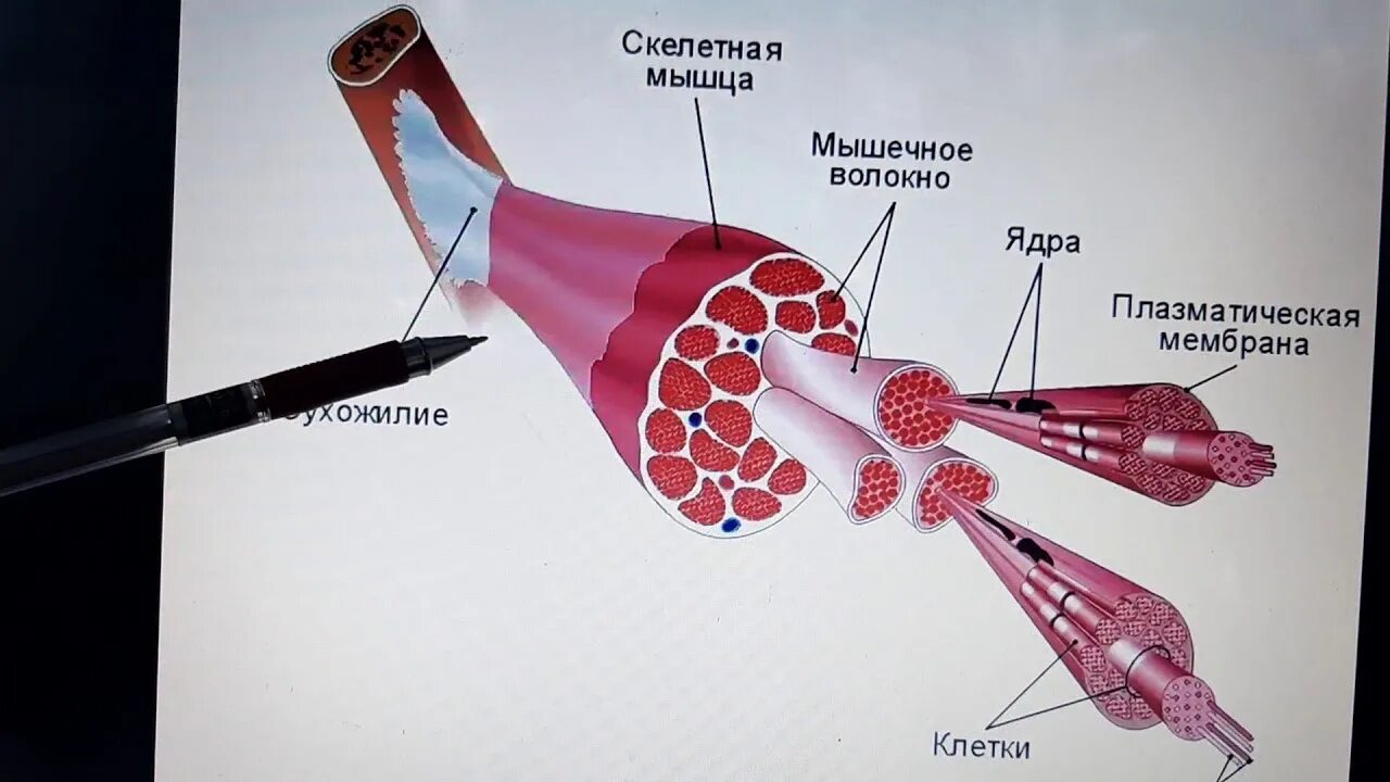 Бұлшық ет ұлпаларының жіңішке филаменті. Бұлшық ет ұлпаларының жіңішке филаменті. Миология. Қаңқа дегеніміз не. Impresa).