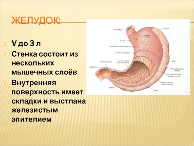 Слизистая желудка состоит. Строение стенки желудка анатомия. Строение стенки желудка слои. Строение ткани желудка. Стенка желудка состоит из слоев.