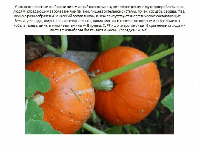 Тыква капитошка. Тыква твердокорая кустовая оранжевая. тыква кустовая оранжевая биотехника. тыква кустовая сорта для урала. тыква сорт капитошка.