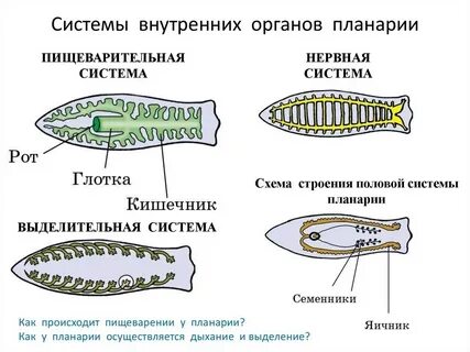 У всех плоских червей отсутствует система