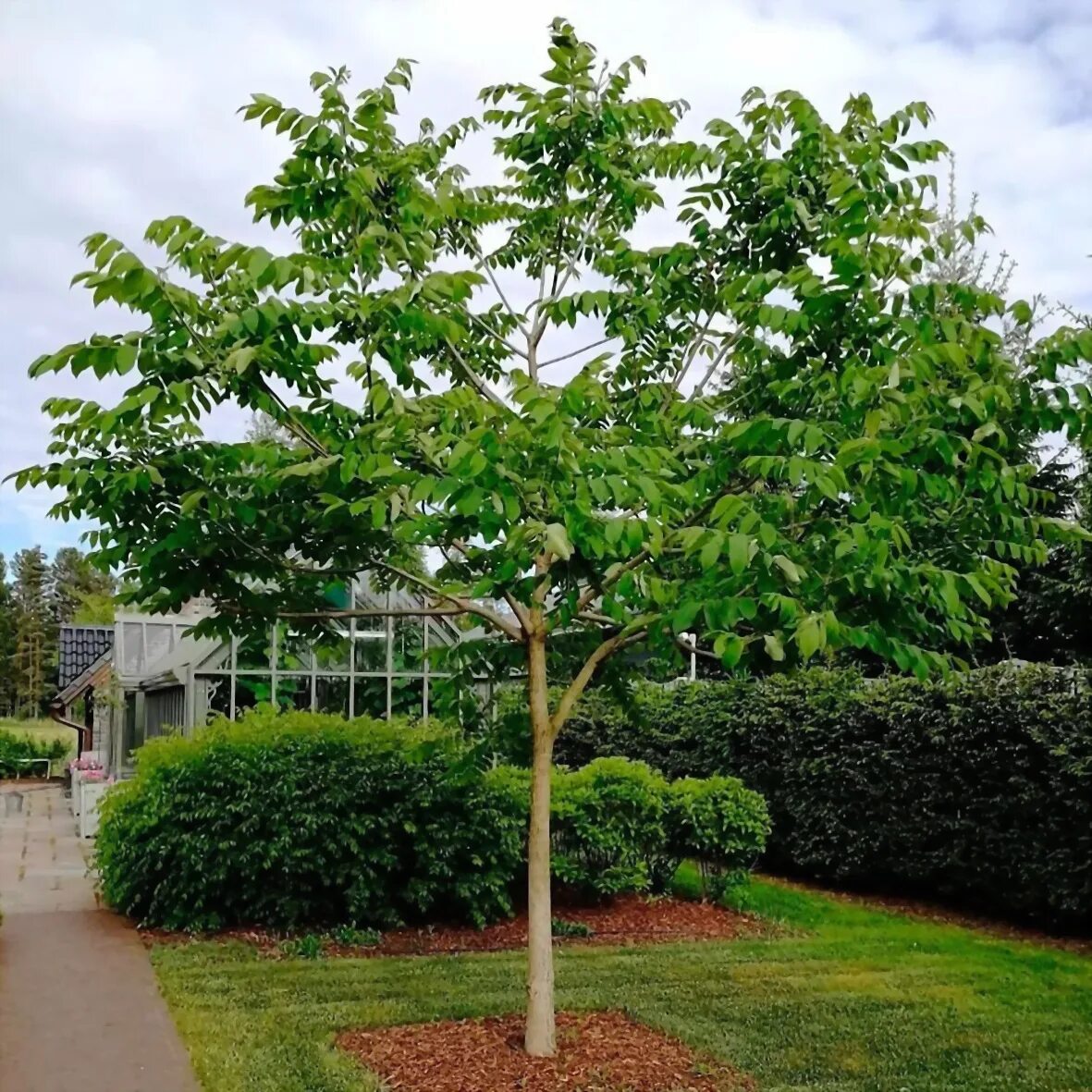 Дерево в виде куста. Орех маньчжурский (Juglans nigra l.). Орех маньчжурский (Juglans mandshurica). Орех маньчжурский Júglans mandshúrica. Juglans mandshurica дерево.