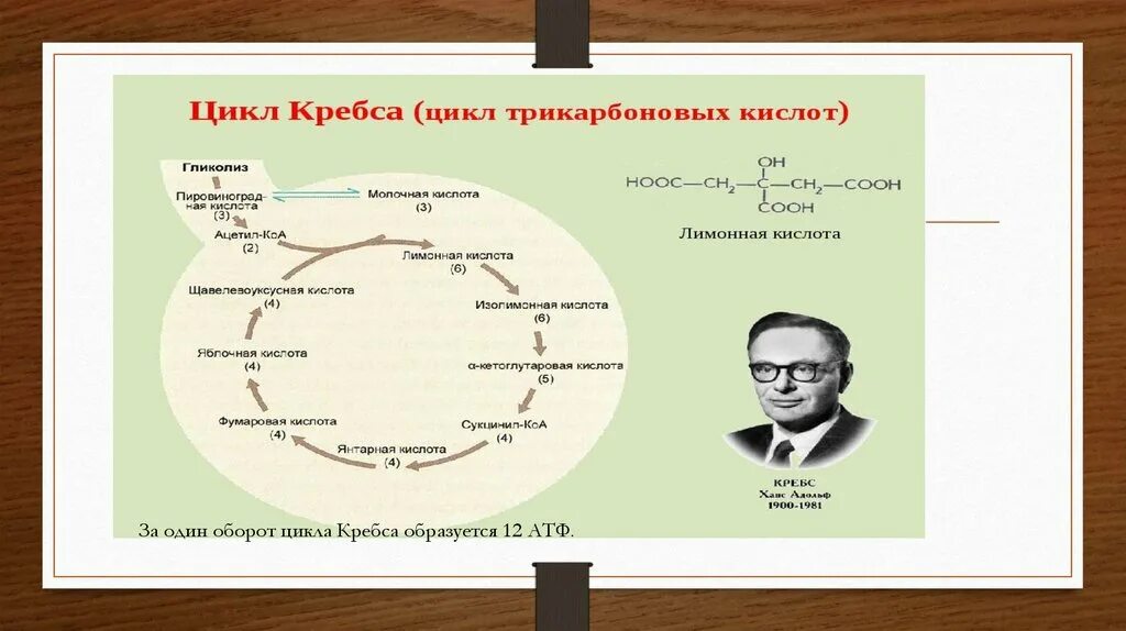 Цикл кребса сколько атф. Цикл Кребса. Оборот цикла Кребса. Цикл Кребса биохимия. Цикл Кребса фотосинтез.