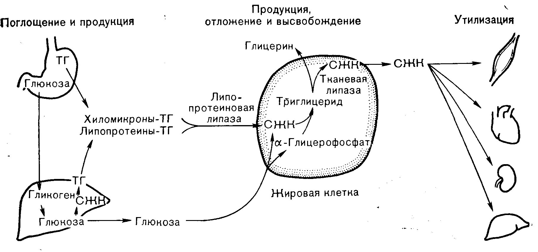 Синтез жиров в организме. Метаболизм жиров схема. Схема превращения жиров в организме. Жировой обмен в организме человека схема. Схема обменных процессов жиров.