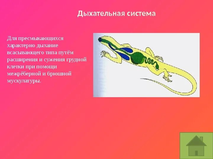 Сравните строение дыхательной системы рептилий и. Дыхательная система пресмыкающихся. Дыхательная система рептилий. Органы дыхательной системы пресмыкающихся. Для дыхательной системы пресмыкающихся характерно.