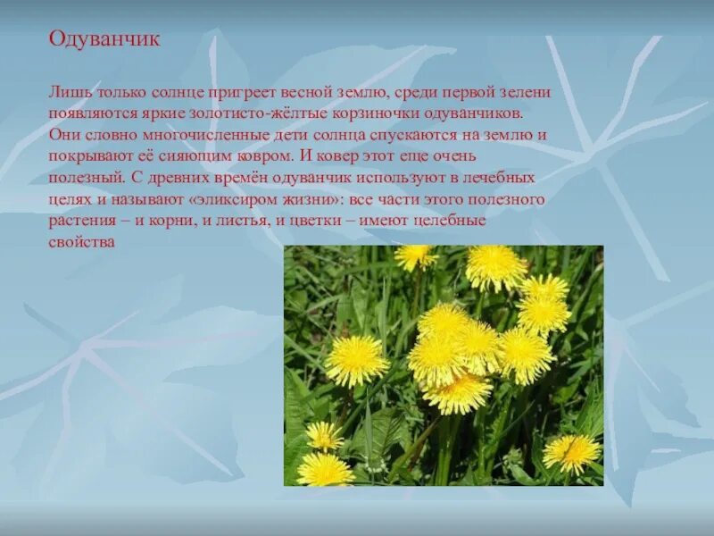 Описание одуванчика для 3. Сообщение о одуванчике. одуванчик описание. доклад про одуванчик. одуванчик презентация.