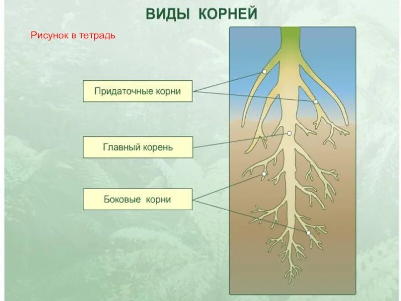 Строение и значение корня 6 класс. Корень это биология. Боковые корни развиваются на стебле и листьях. Корень строение биология. Корень биология 6 класс.