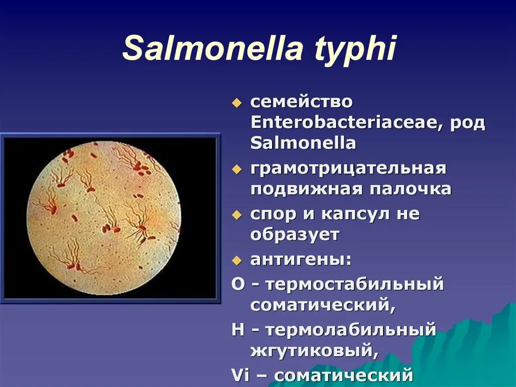 Брюшной тиф сальмонелла Тифи. Семейство Enterobacteriaceae род Salmonella. Род сальмонелла. Salmonella typhi микробиология. Сальмонеллез и брюшной тиф