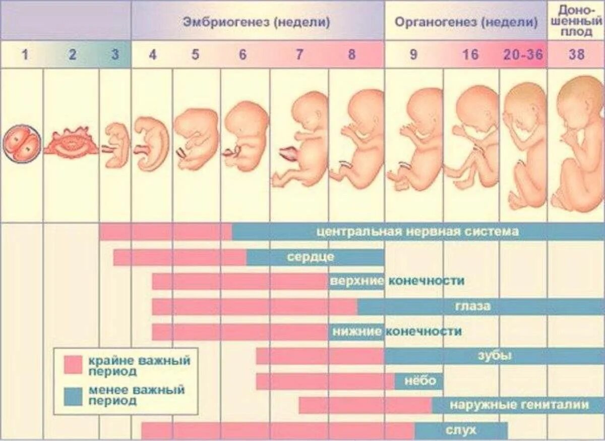 Стадии развития плода по неделям. Развитие плода по неделям в картинках. Стадии развития ребенка в утробе. Как выглядит ребёнок в животе по неделям. Тянет низ живота 15 недель