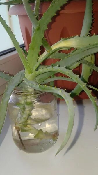 Черенки алоэ в воде. Отросток алоэ с корнем. Столетник корни. Переукоренить алоэ. Корневище алоэ.