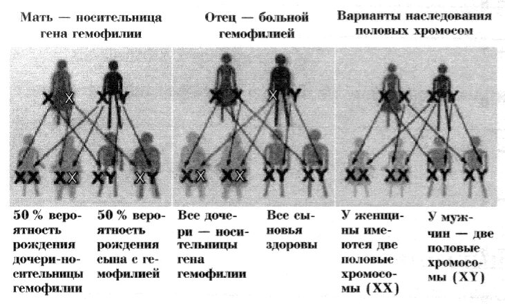 Схема наследования гемофилии. Схема наследования гемофилии у человека. Отец болен гемофилией мать носительница. Носительница гемофилии.