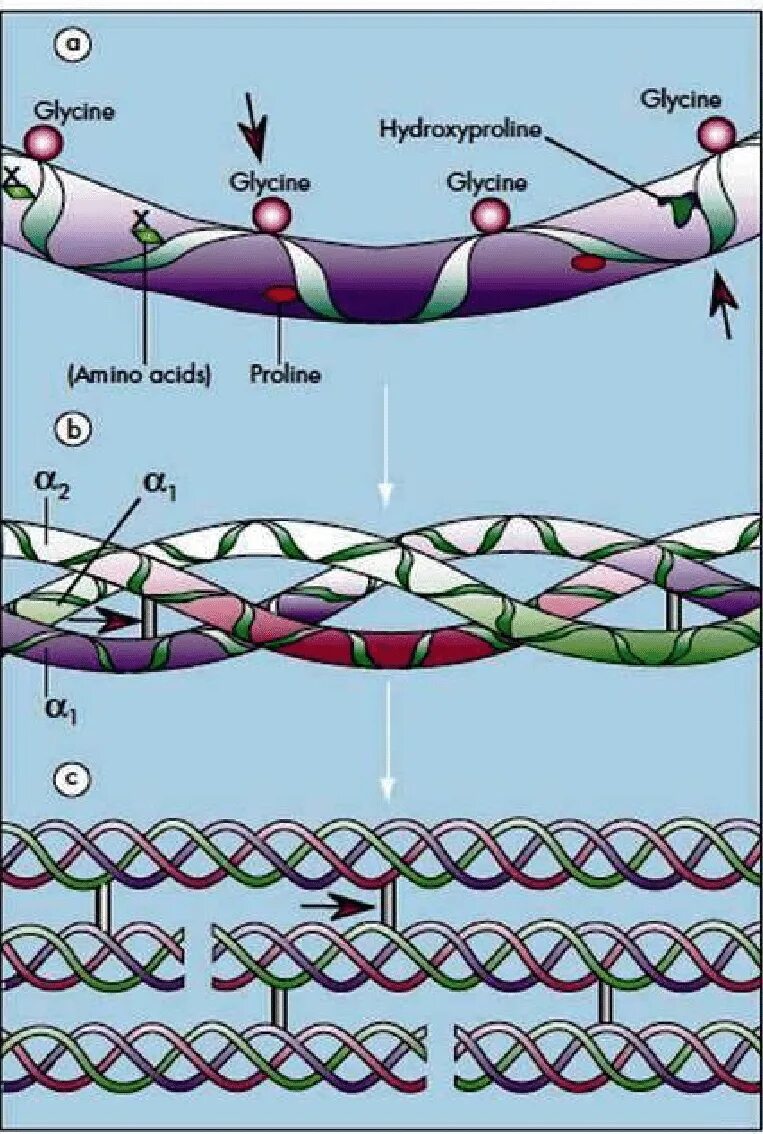 Structure of Collagen. Вагвб полипептид. Alfa-Chains of Collagen. Глицин полипептид