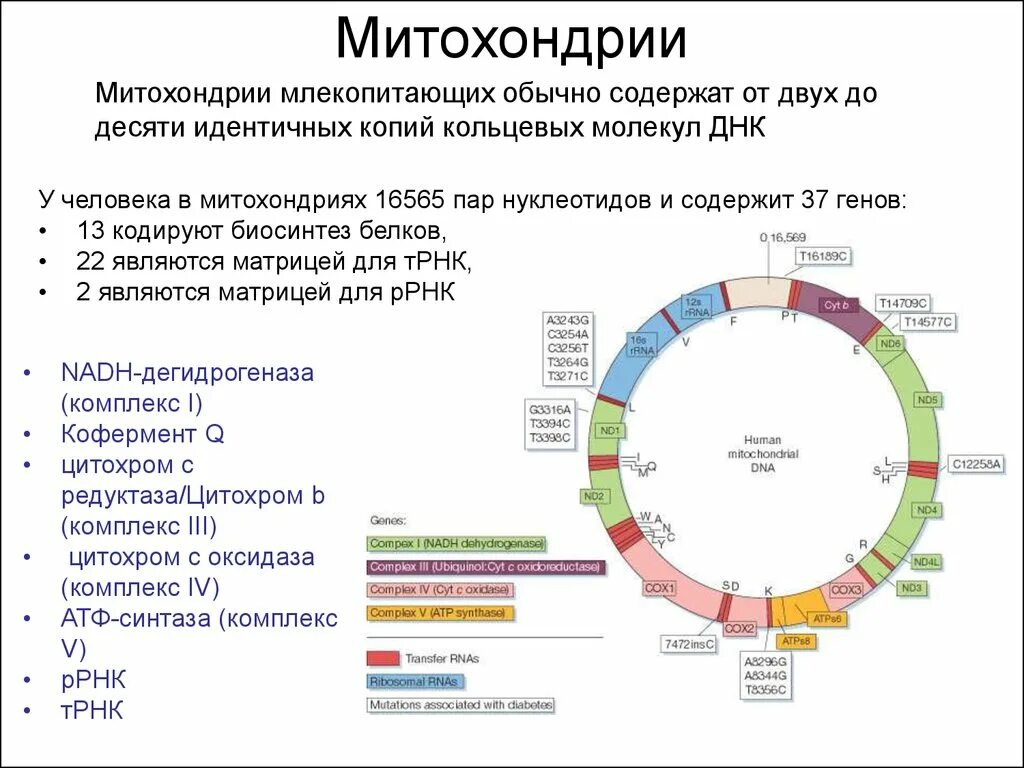 Кольцевая хромосома в митохондриях. Строение митохондриальной ДНК человека. Митохондриальная ДНК геном. Строение митохондрии с ДНК. Структура митохондриальной ДНК.