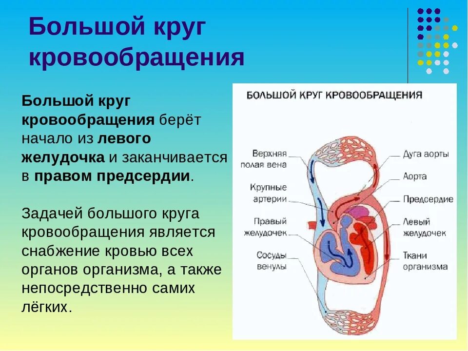 Большой круг кровообращения берет начало