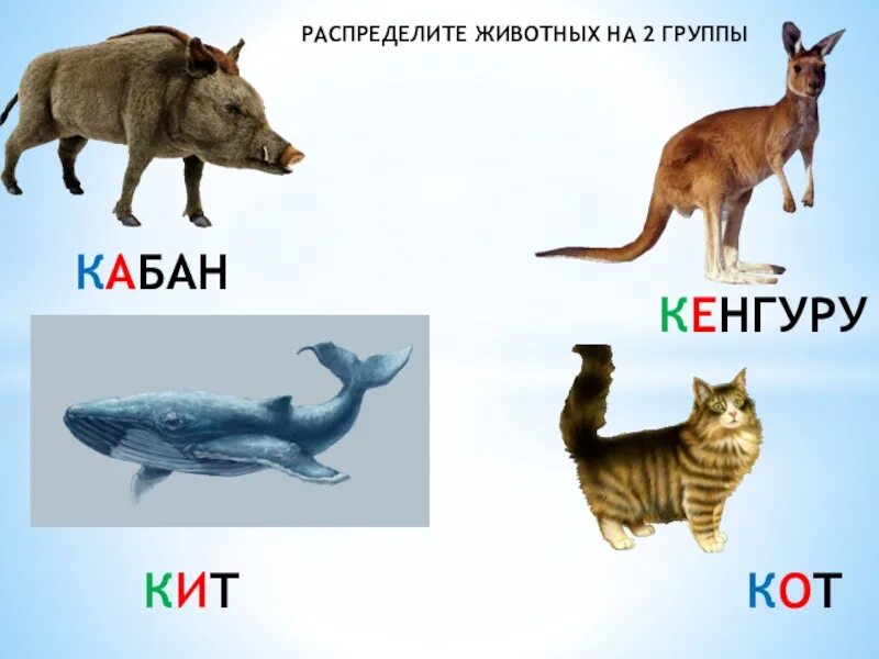 Кабан, кенгуру, кот, кит. Кит и кот. Звуки животных буквами. Распредели животных на группы. Звуки в слове кит