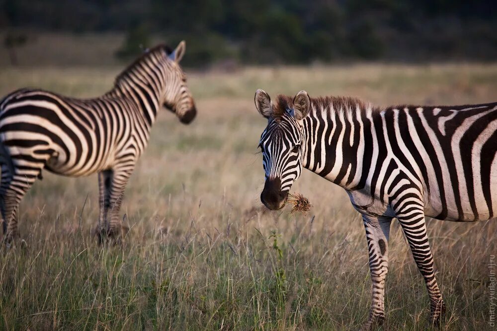 амурский тигр оскал. красивый леопард. зоология обои. включи 6 животного. включи 6 животного.