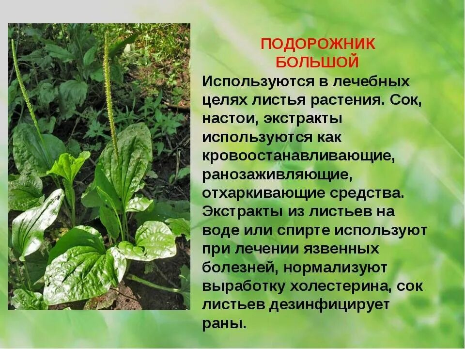 Сообщение о полезных растениях