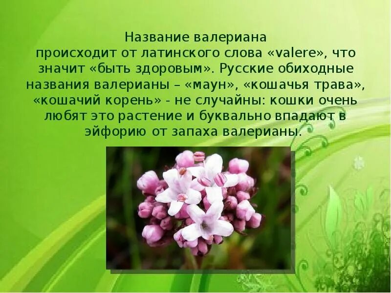 Песня в конце валериана. Охрана растений валериана. Сообщение о валерьянке. Целительная сила растений час информации. Валериана растение описание.