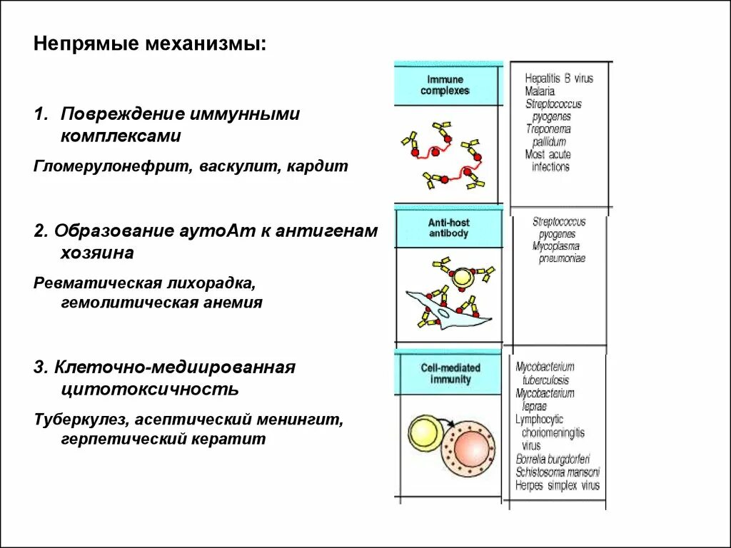 Реакции иммунного повреждения. Механизм реакции повреждения иммунными комплексами. Типы иммунного повреждения тканей. Повреждающее действие иммунных комплексов. 2 Тип иммунного повреждения.