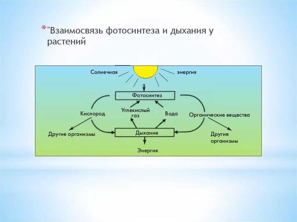 Дыхание растений это процесс ответ. Схема фотосинтеза и дыхания растений. Взаимосвязь дыхания и фотосинтеза 6. Взаимосвязь фотосинтеза и дыхания растений схема. Взаимосвязь процессов дыхания и фотосинтеза 6 класс.