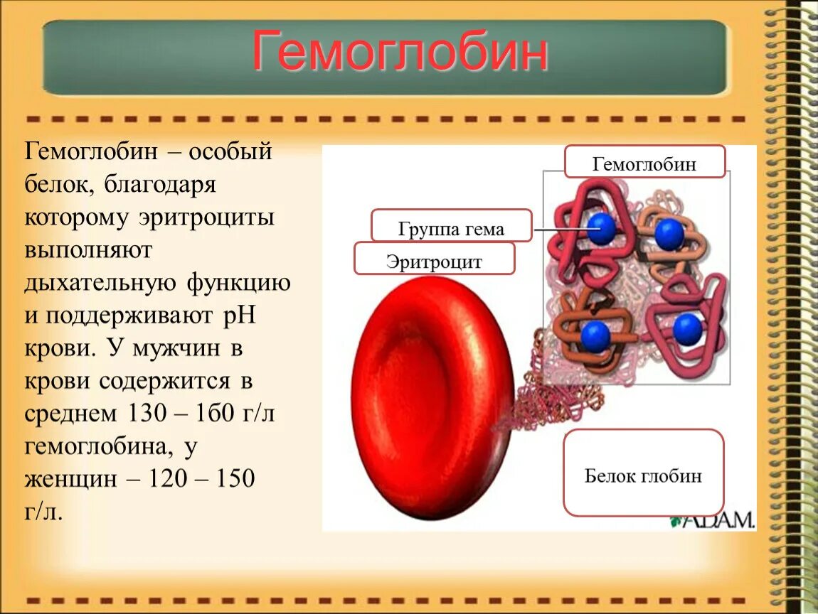 Гемоглобин. Белок гемоглобин. Гемоглобин в крови. Гемоглобина в крови содержится:. Гемоглобин образуется в результате