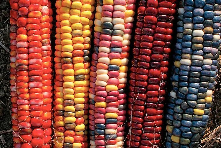 Many corns