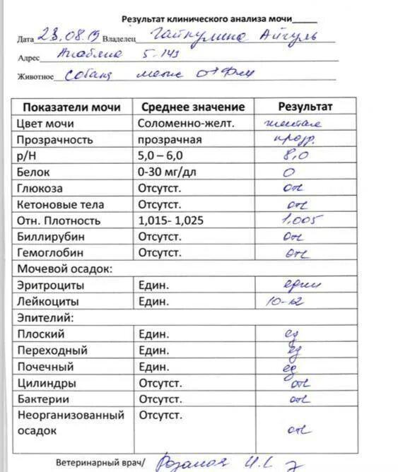 Результат мочи лейкоциты. Норма лейкоцитов в моче в 1 мкл. Показатели лейкоцитов в моче норма у мужчин. Анализ мочи лейкоциты норма у мужчин. Норма лейкоцитов в моче в 1 мл.