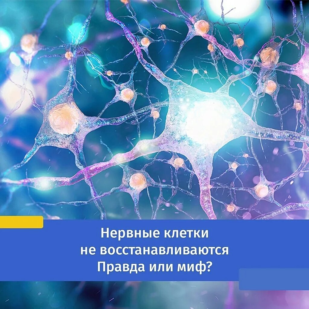 Нервная клетка. Нервные клетки восстанавливаются. Нервные клеткивостанавиваются. Клетки мозга восстанавливаются. Сколько восстанавливается нервная