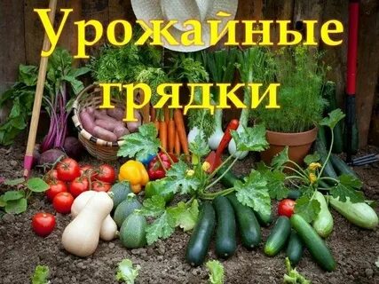 Урожайная грядка