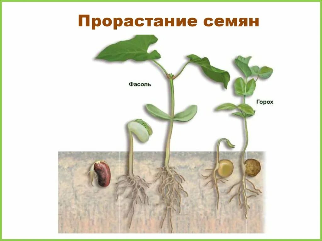 Прорастание гороха. Прорастание семян проросток. Схема прорастания семян гороха. Семена фасоли прорастание. Горох биология 6 класс