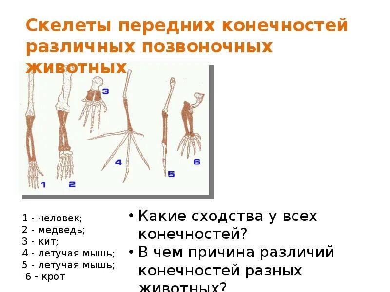 Тест скелет конечностей. Строение скелета передней конечности человека. эволюционные черты передних конечностей у человека. конечности млекопитающих. скелет передней конечности наземных позвоночных.